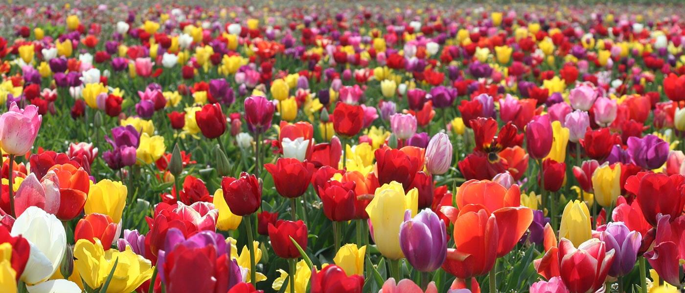 http://www.woodenshoe.com/media/field-of-tulips1.jpg