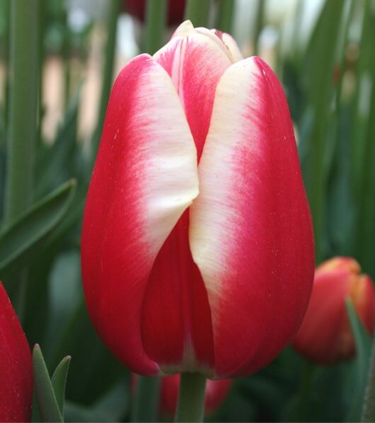Leen Van Der Mark - Wooden Shoe Tulip Farm