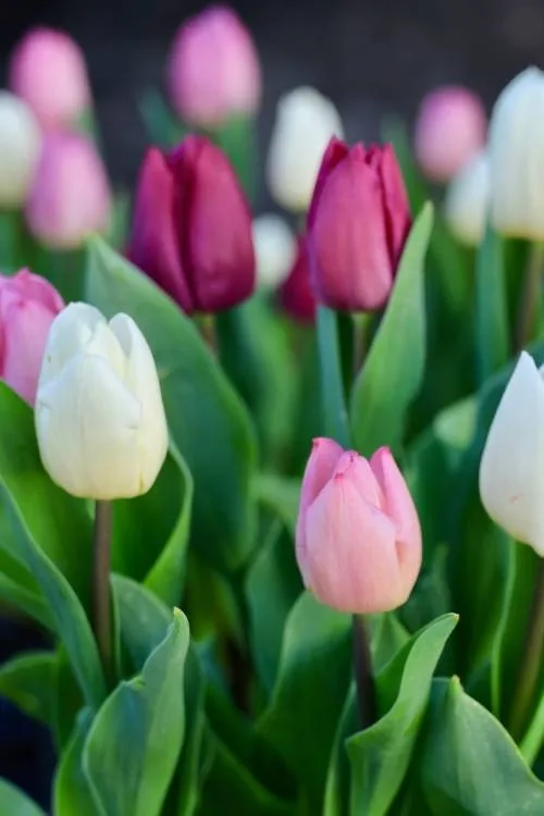 Alzheimer’s Tulip Mix