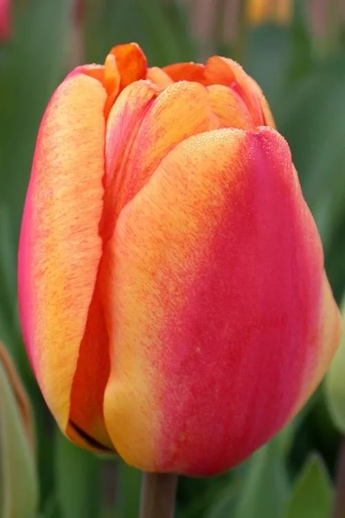 Apeldoorn Elite Apeldoorn Elite