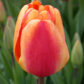 Apeldoorns-Elite-6