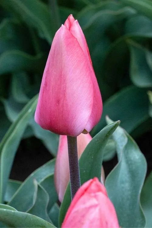 Tulips • Wooden Shoe Tulip Farm