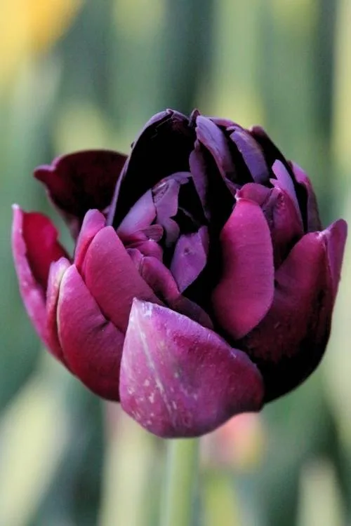 Black Hero Black Hero