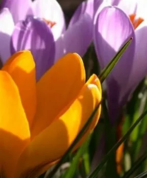 Crocus Mix