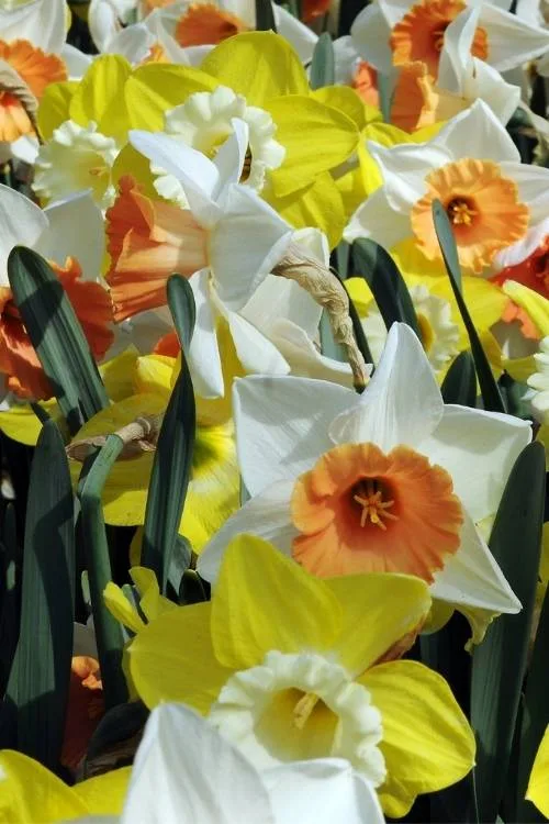 Daffodil Mix (2) Daffodil Mix (2)