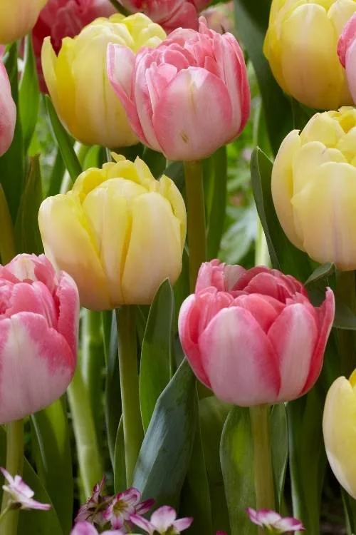 Double Tulip Mix Double Tulip Mix