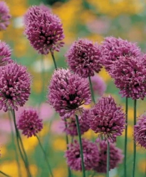 Sphaerocephalon "Drumstick"