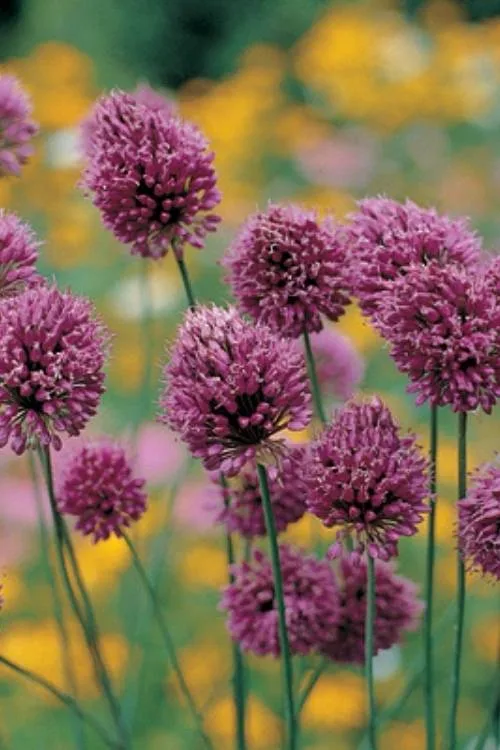 “Drumstick” “Drumstick”