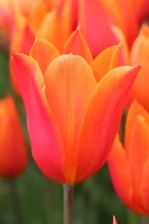 Dutch Dancer Dutch Dancer