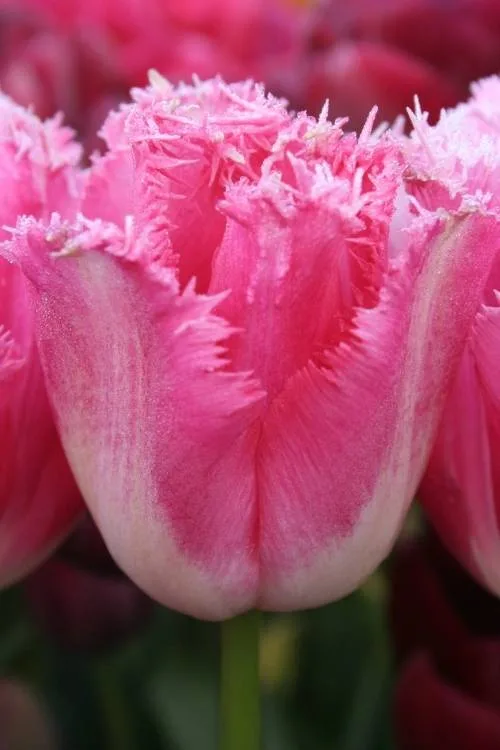 Fancy Frills Fancy Frills