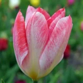Flaming Purissima