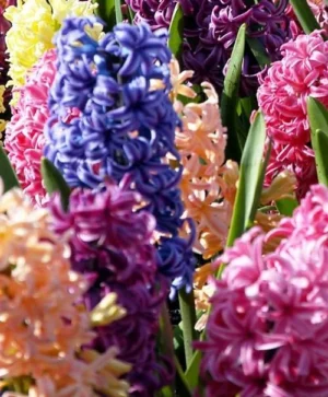 Hyacinth Mix