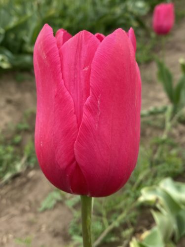 Yosemite Tulip