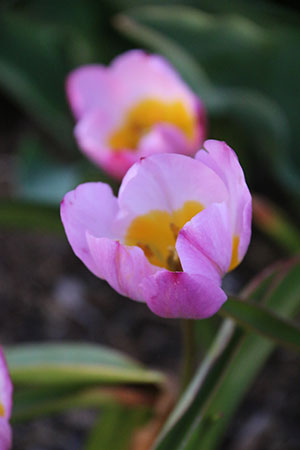 IMG_6572 IMG_6572