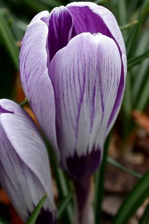 King of the Striped King of the Striped