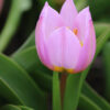 Lilac-Wonderoo-2