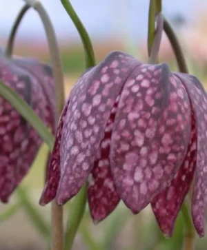 Meleagris (Checkered Lily)