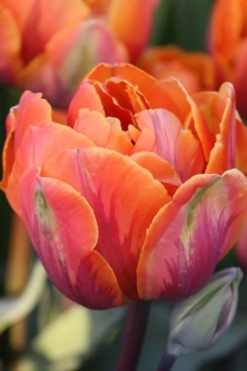 Orange Princess Orange Princess