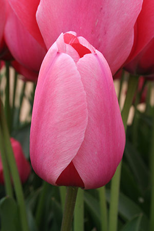 Tulip 'Pink Impression