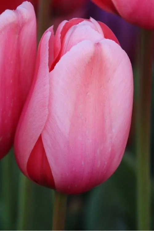 Pink Impression Pink Impression