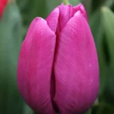 Purple Prince