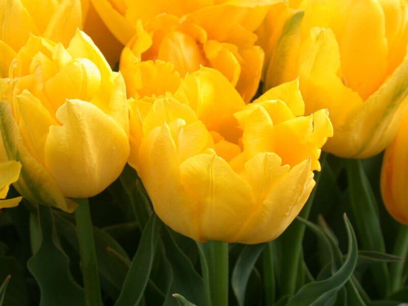 Yellow Pompenette Yellow Pompenette