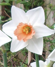 Accent Daffodil