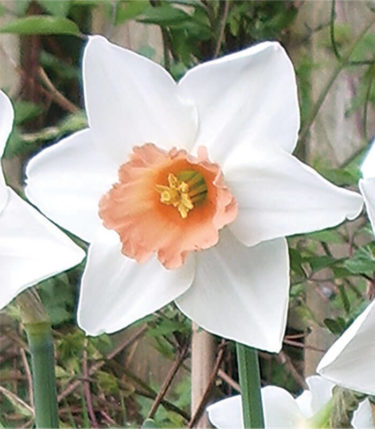 Accent Daffodil