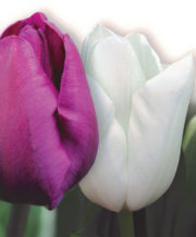 Alzheimer’s Tulip Mix