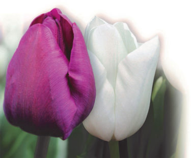 Alzheimer’s Tulip Mix
