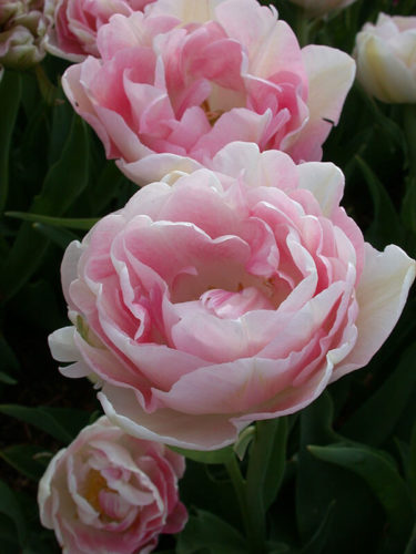 Angelique Tulip 7