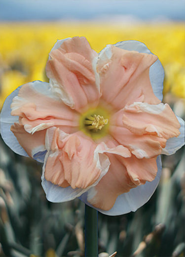 Apricot Whirl Daffodil