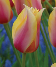 Blushing Lady Tulip