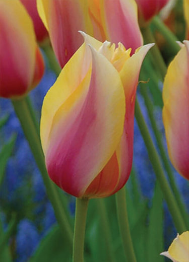 Blushing Lady Tulip