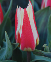 Buddy Tulip