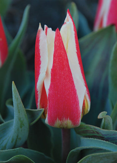 Buddy Tulip