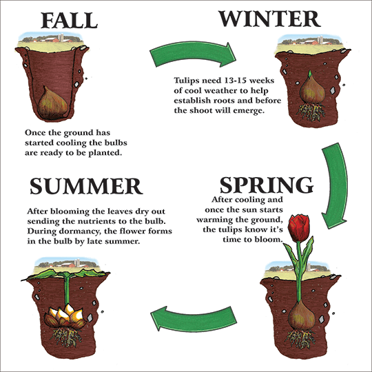 Growing & Care - Wooden Shoe Tulip Farm