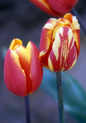 care_tulip-virus