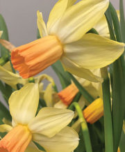 Carice Daffodils
