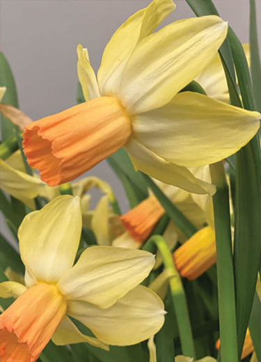 Carice Daffodils