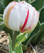Carnival de Nice Tulip