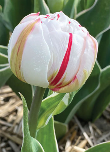 Carnival de Nice Tulip