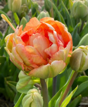 Charming Beauty Tulip