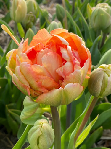 Charming Beauty Tulip