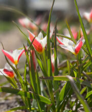 Clusiana – Peppermint Stick Tulip
