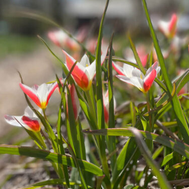 Clusiana – Peppermint Stick Tulip