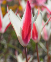 Clusiana – Peppermint Stick Tulip