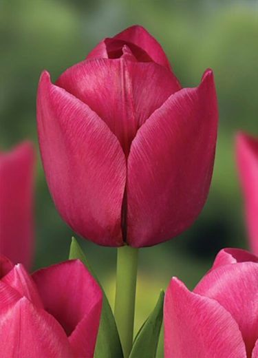 Colorado Tulip