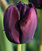 Continental Tulip