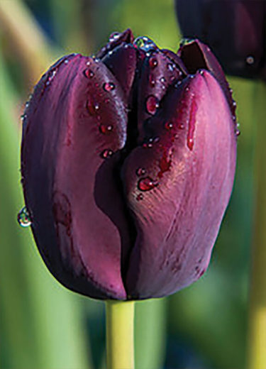 Continental Tulip